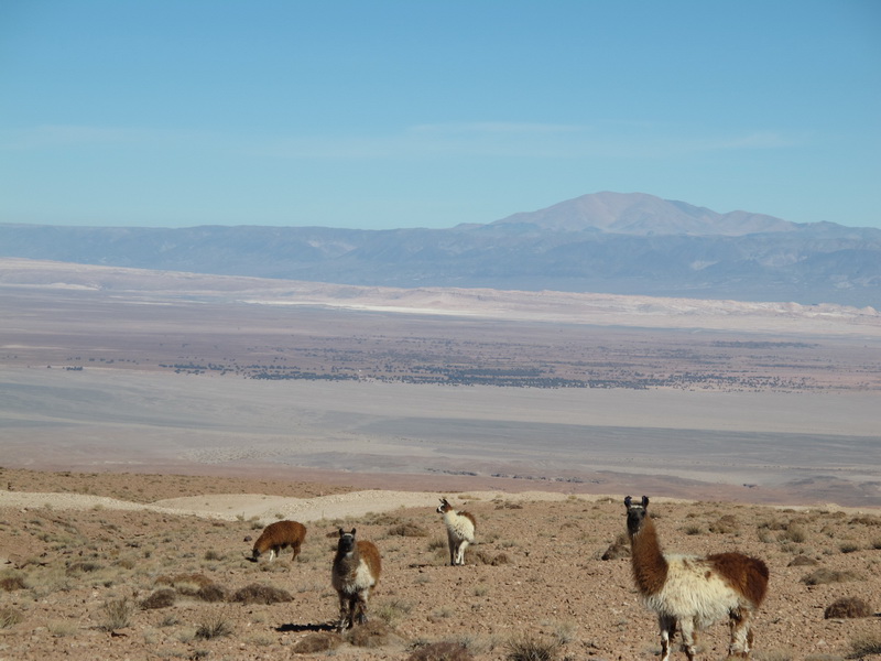 Atacama wildlife.