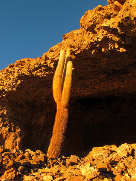 A huge Cactus guarding the cave\'s entrance.
